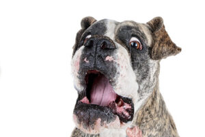Here's a suggested slug for the topic: "funniest-bulldog-expressions"